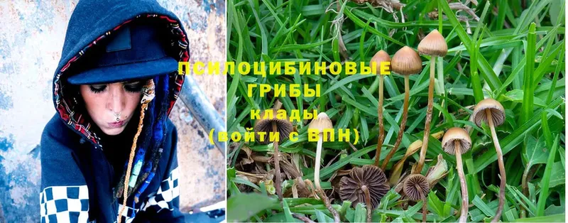 Псилоцибиновые грибы Psilocybine cubensis  купить   Каменка 